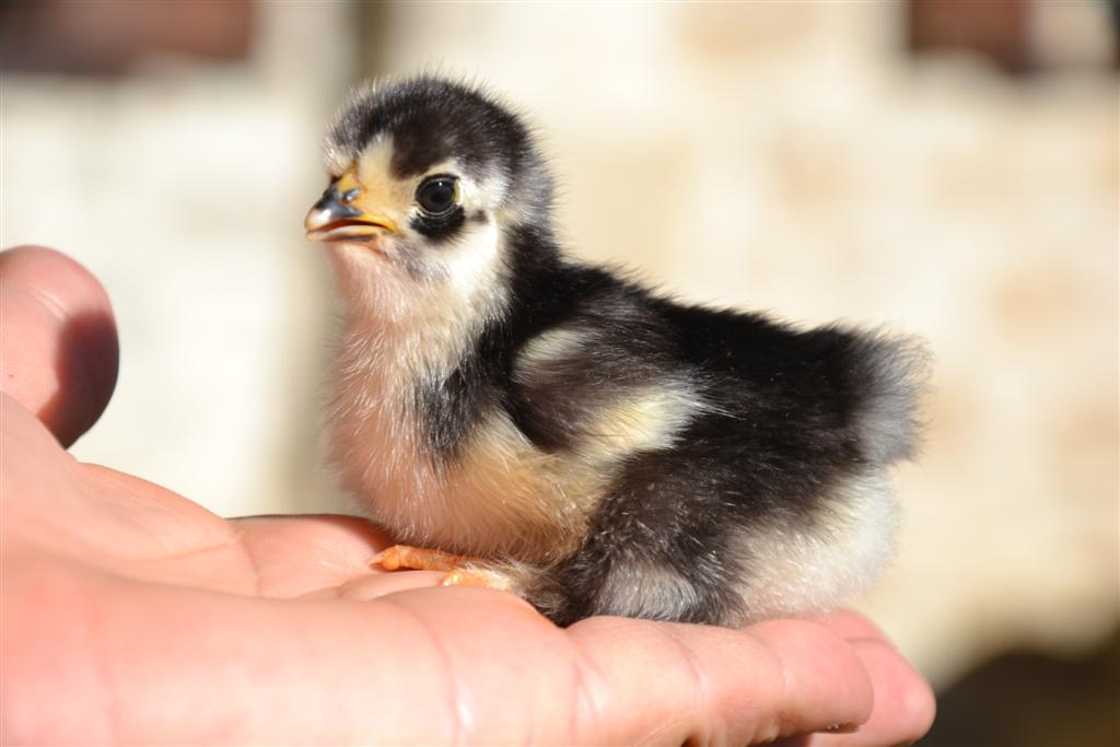 Orpington 004 (Large).jpg