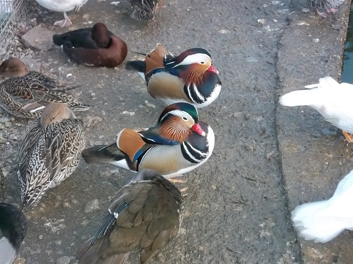 Visite commentée par Maurice ,il en connaît un rayon en poules ...