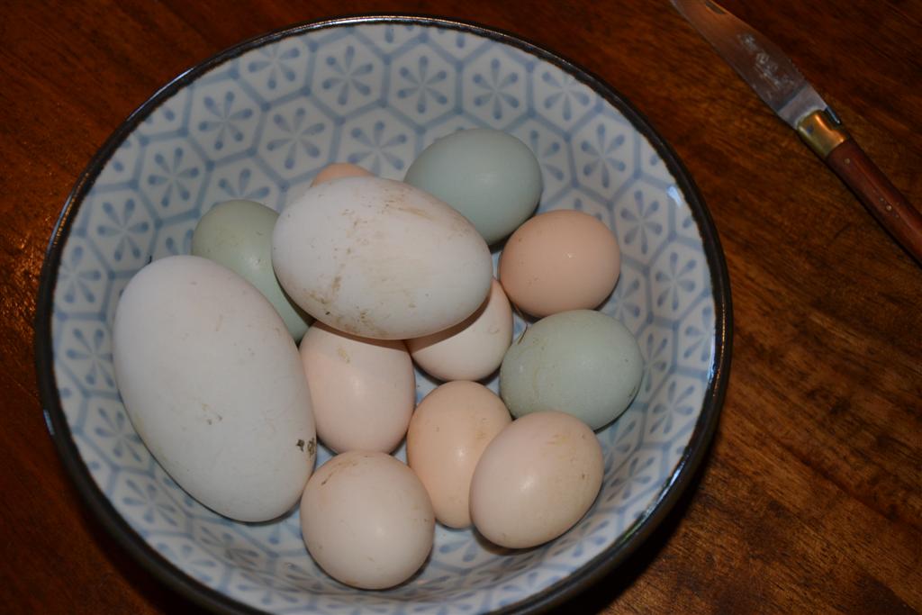 DSC_0541 (Large).jpg