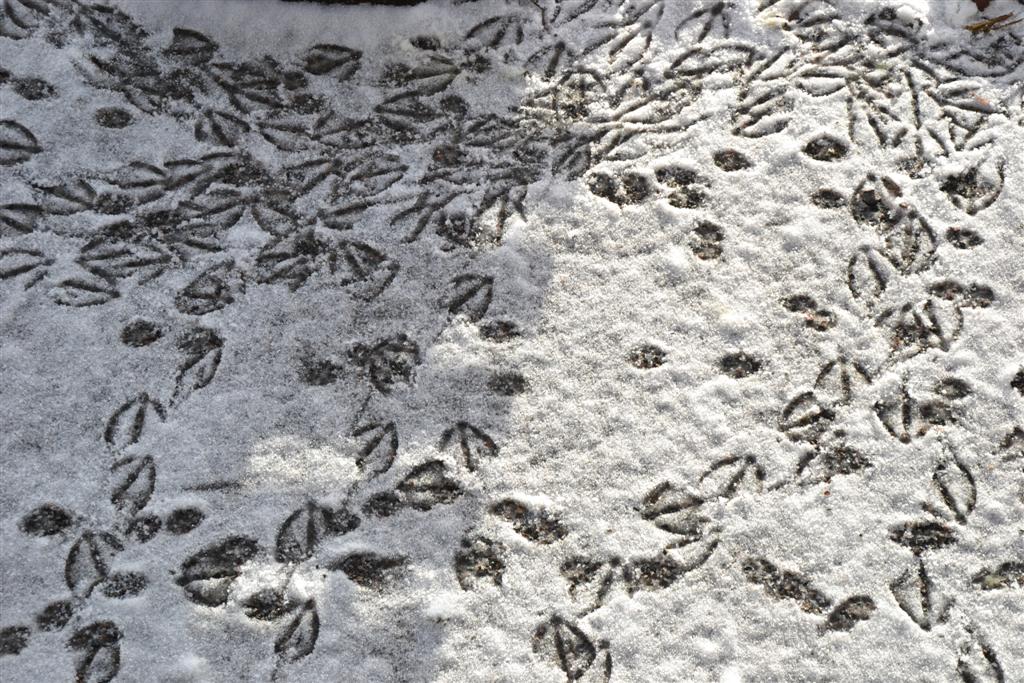 La Minerve 030 (Large).jpg