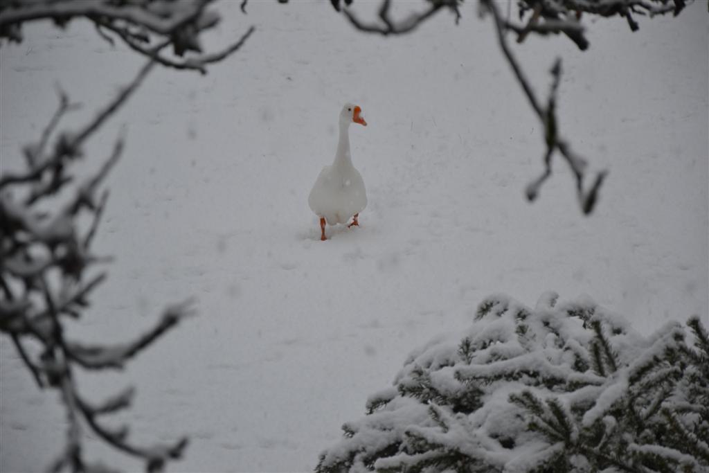 La Minerve 032 (Large).jpg