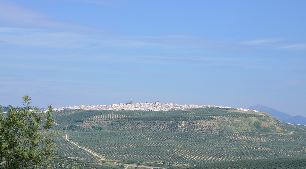 Paisaje de olivar. Pueblo de Jaén