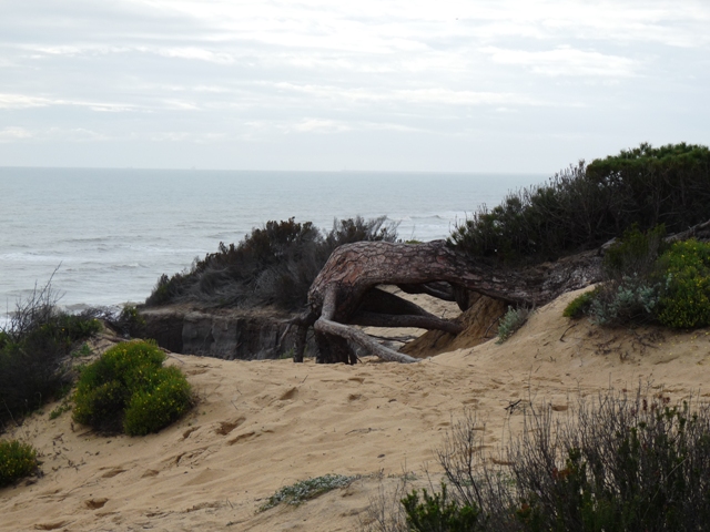 Dunas en la playa de Mazagón.JPG