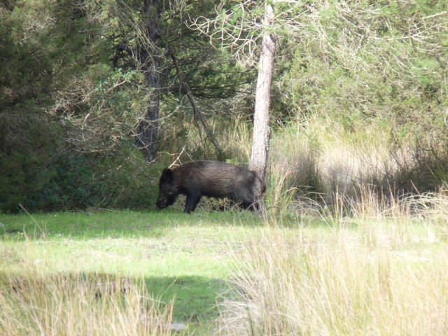 Uno de los habitantes de Doñana.JPG