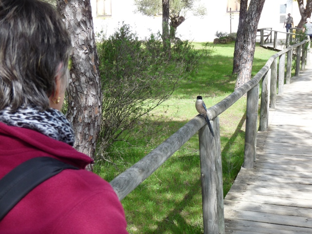 En el acceso al centro de interpretación del Acebuche un rabilargo que se nos acercaba.JPG