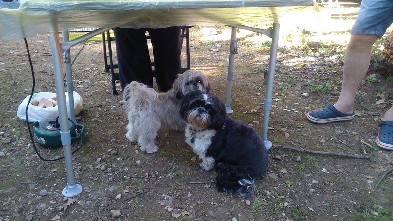 Eux ils attendent que ça tombe !