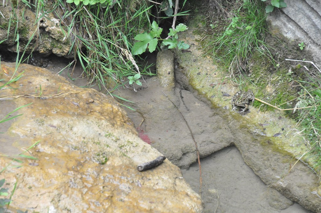 Un sonore Croa Croa  nous alerta, et après quelques difficultés son auteur fut localisé.