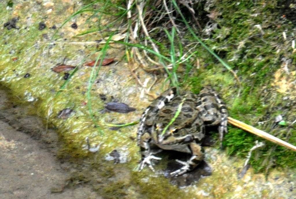 Il faut dire que le camouflage est très efficace