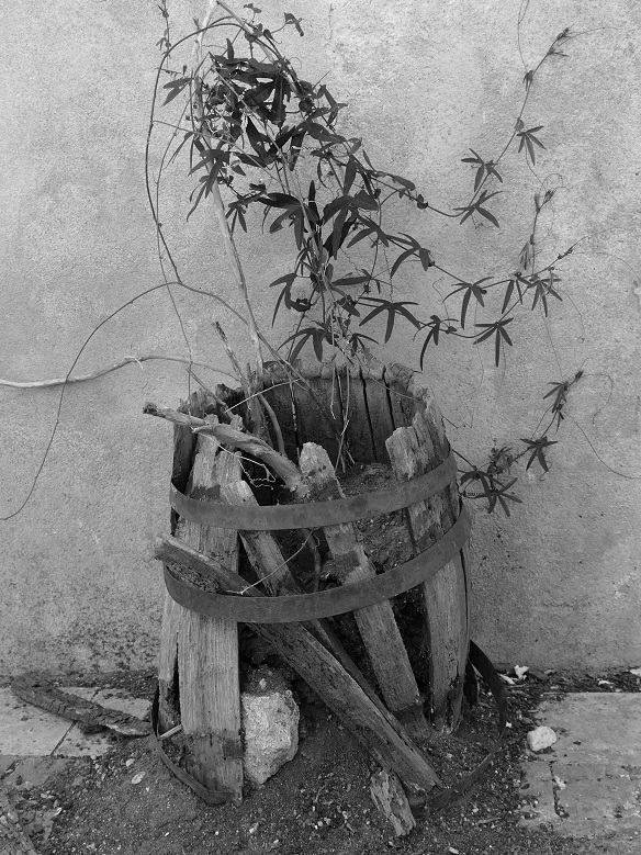 Quand çà veut pousser....