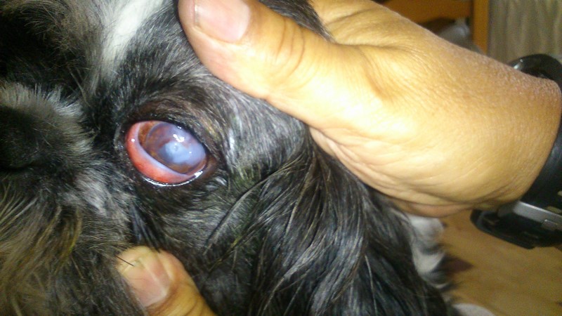 L’œil il y a deux semaines