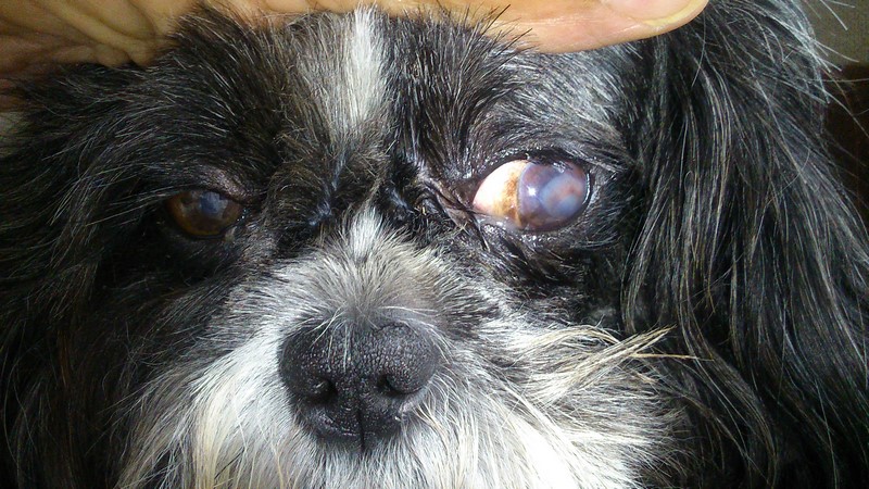 Voilà au bout d'un mois de traitement, son œil aujourd'hui le 02/07/2017