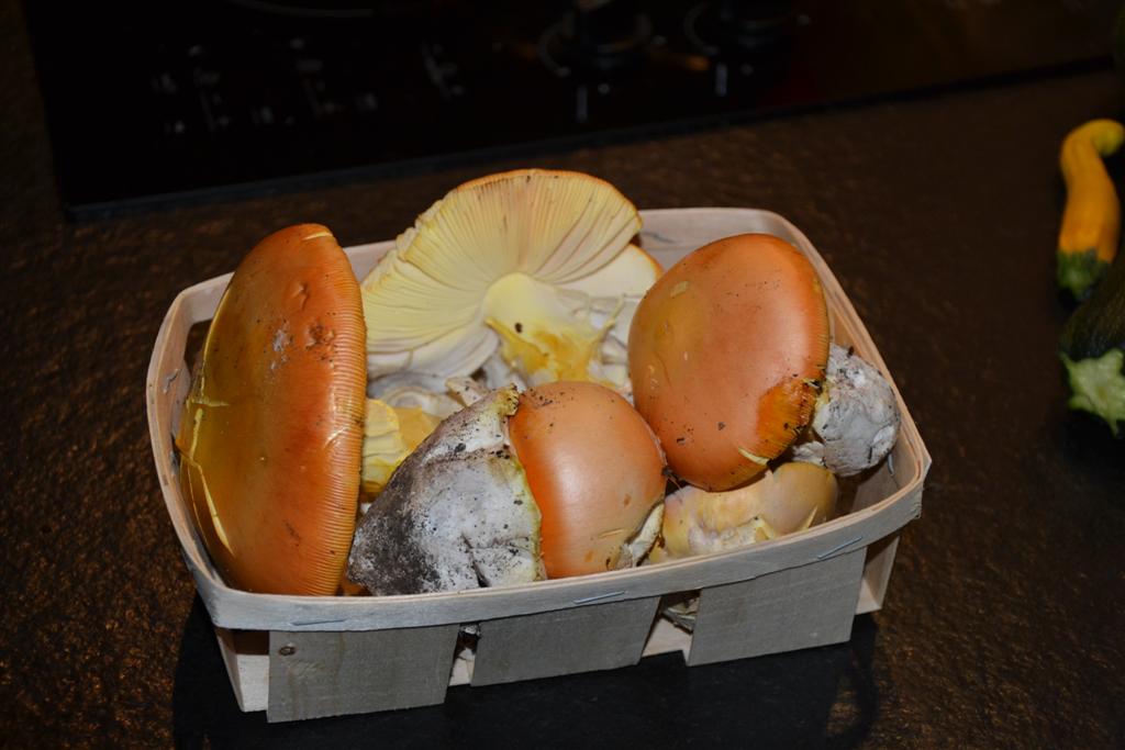 Champignons 001 (Large).jpg