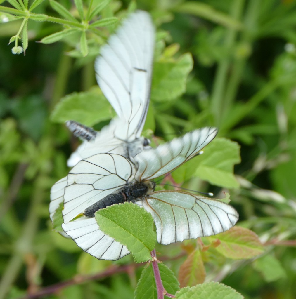 papillons.jpg