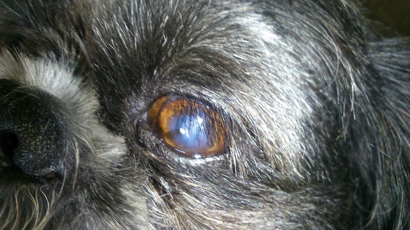 Hier matin, avant le soin ! <br />donc environ 1 mois 1/2 après !