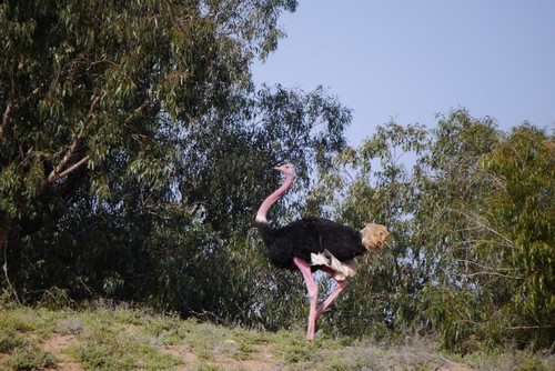 Autruche dans le parc