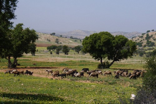 paysage entre Essaouira et Agadir