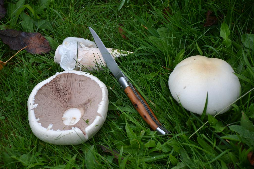 La Minerve 009 (Large).jpg