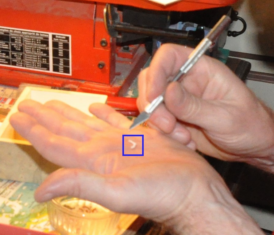 et ce n'est pas la plus petite !<br />(agrandissement de la photo précédente)