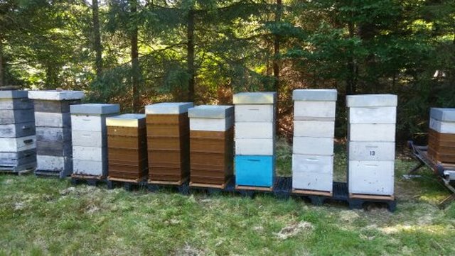 dans les Vosges pour la récolte du sapin.jpg