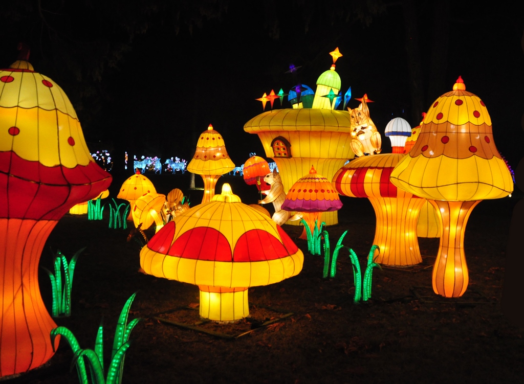 La forêt des champignons