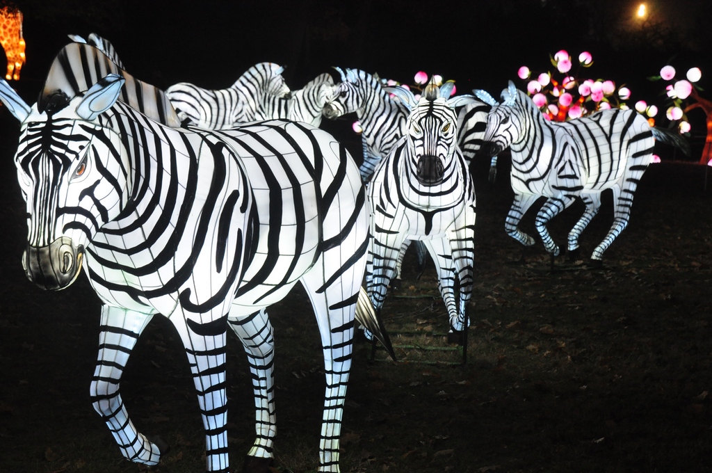 Lanternes chinoises26.JPG