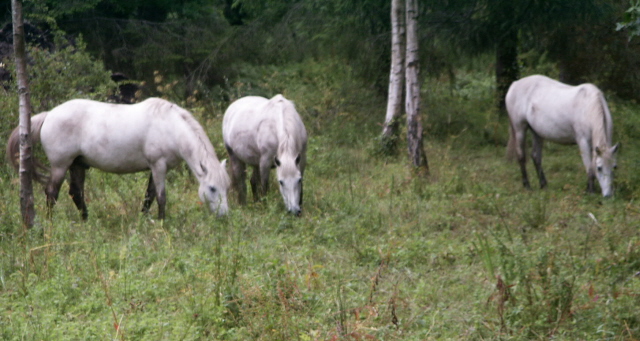 PICT0011.JPG