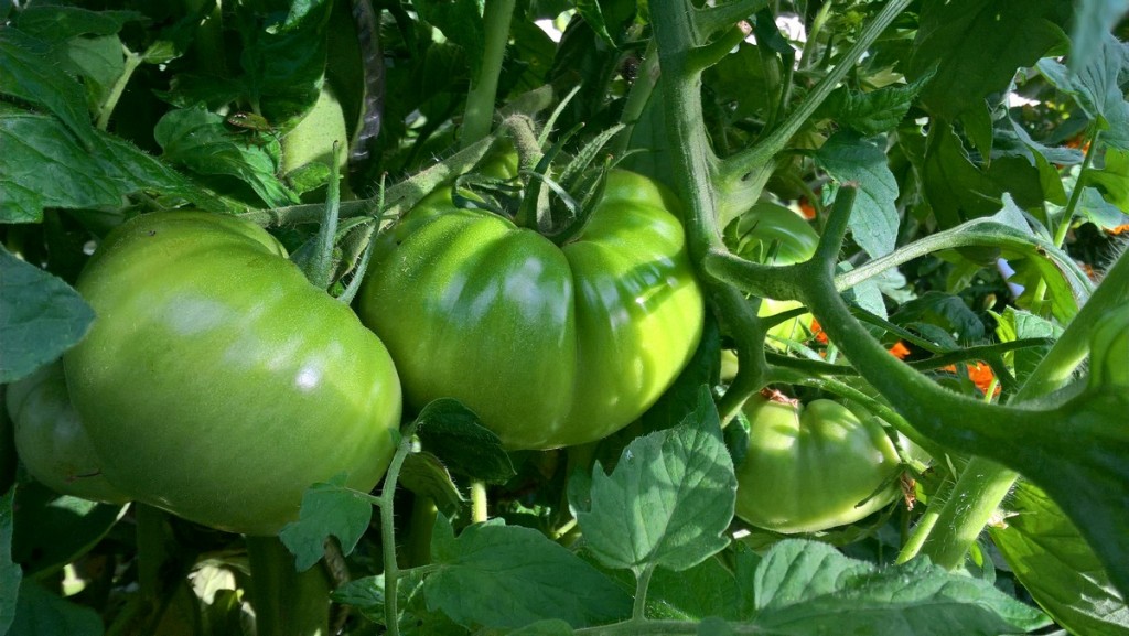 WP_20180704_09_13_18_Pro (Copier).jpg