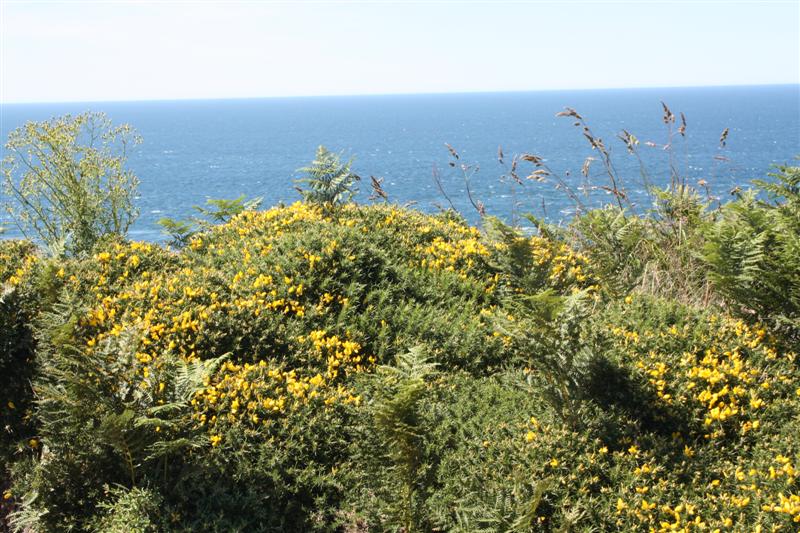 Le Cap Fréhel