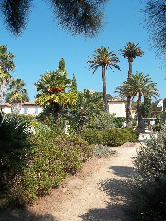 Les palmiers ne sont pas des arbres !!