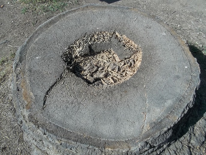 Une coupe du tronc de palmier