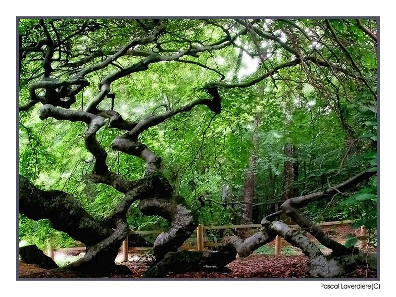 faux_de_verzy (Copier).jpg