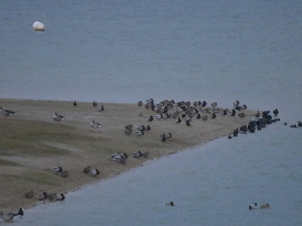 Lac du Der bien fréquenté par les oiseaux migrateurs