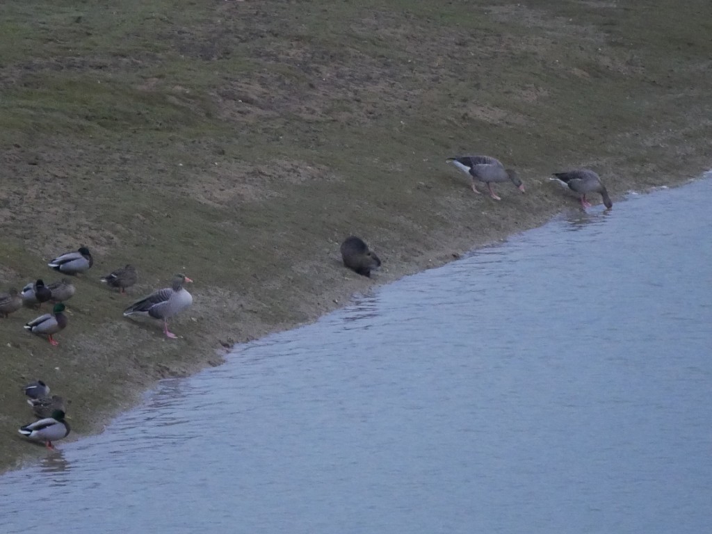 Ragondin parmi les oies