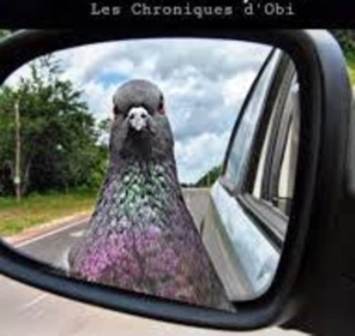 Pigeon rétro.JPG