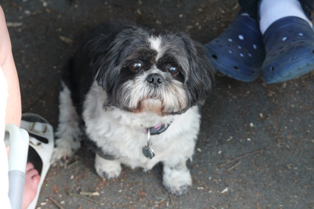 Guimauve, la gardienne du troupeau.