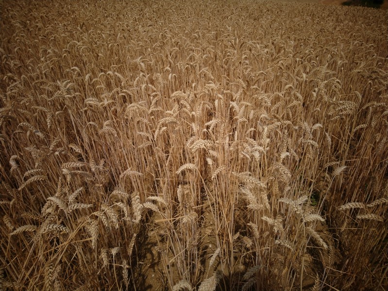 DSC_0694 (Copier).JPG