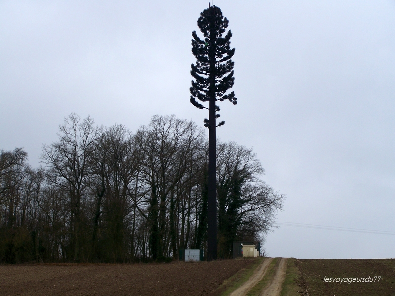 près de chez moi il y a un arbre,mais un arbre spécial.....illusion parfaite