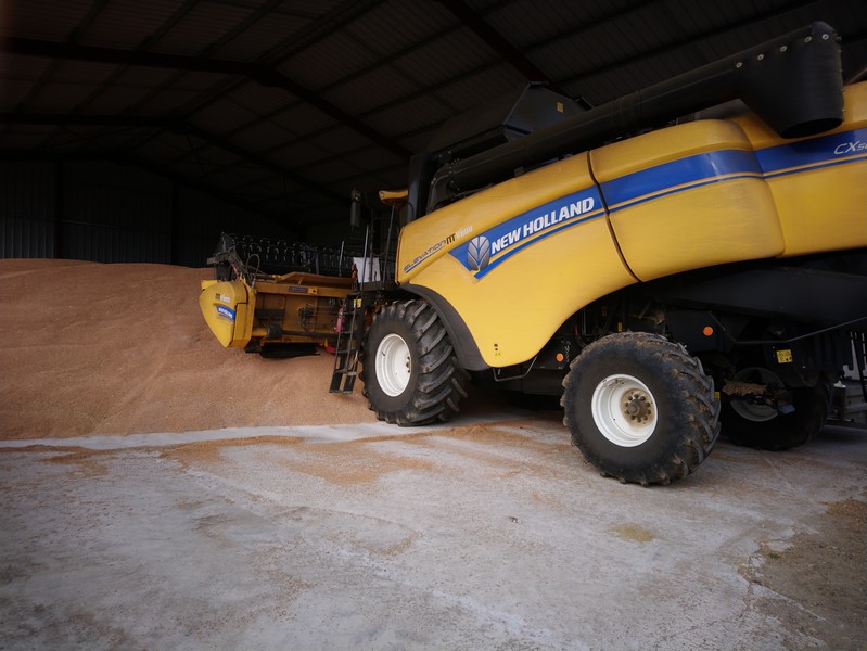 Sous le hangar,à l'abri de l'humidité de la nuit, avant la récolte du Colza