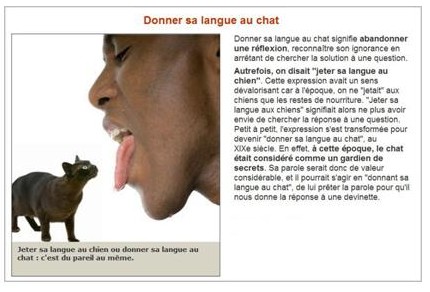 Donner langue chat.JPG