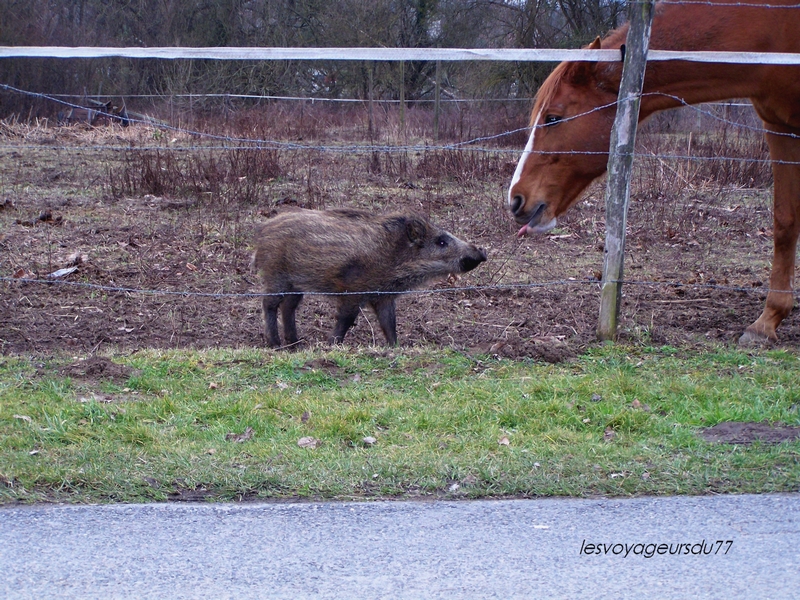 amour de cheval et d'un marcassin
