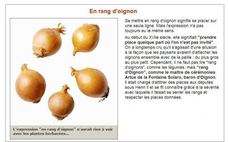 Rang d'oignons.JPG