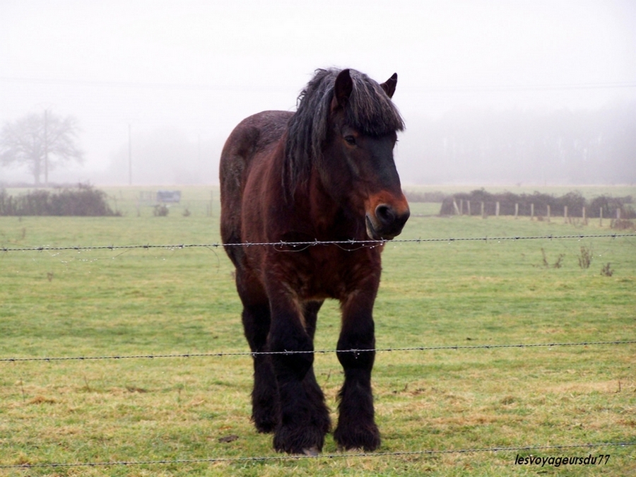 il ce fait rare dans nos campagnes