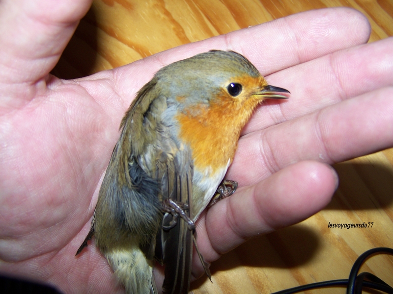 atterrissage dans la fenêtre de la cuisine ,un peu dans le gaz , mais il est reparti ce matin avec les siens