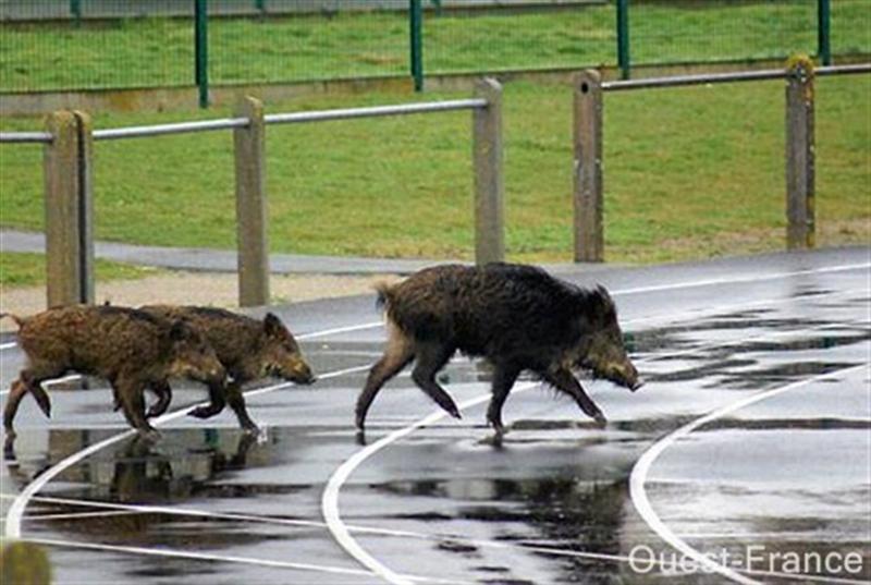 ouestfrance_sangliers dans le stade en ville (Medium).jpg