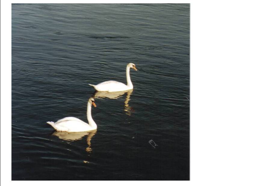 cygnes 1.jpg