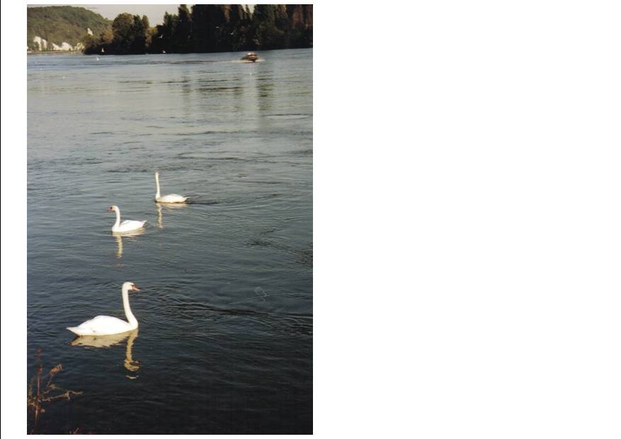 cygnes 2.jpg