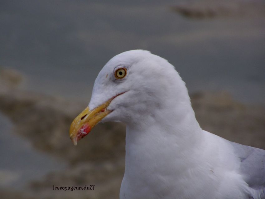 regard de mouette