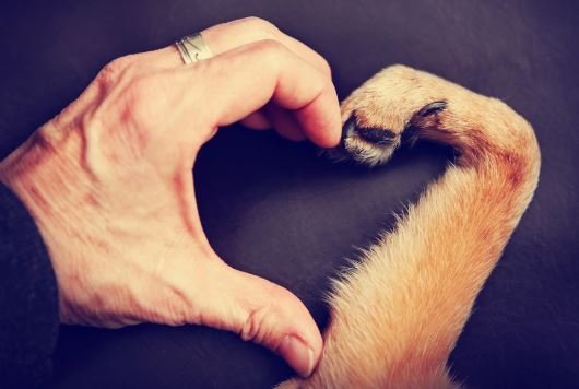 chien coeur.jpg