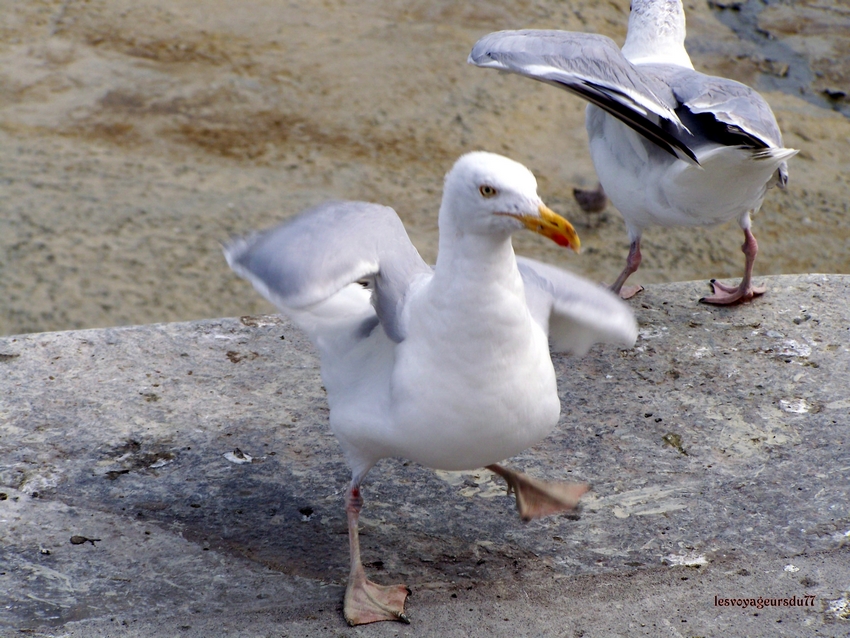 danse de mouettes