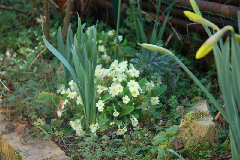 DSC_9169 (Medium).JPG